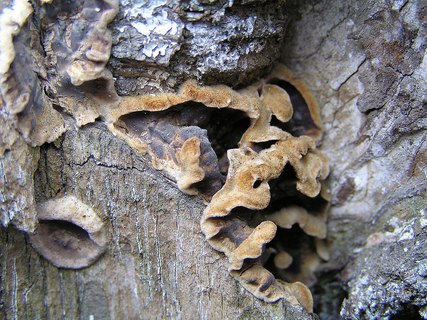 Stereum rugosum