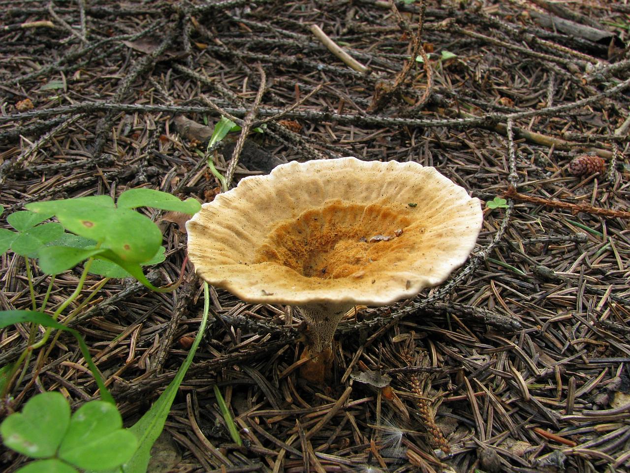 Coltricia perennis