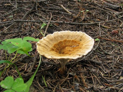 Coltricia perennis