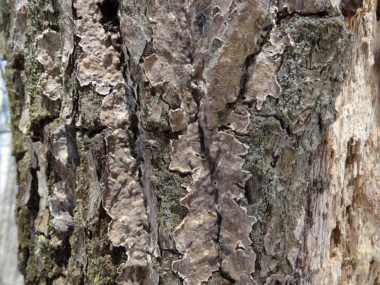 Stereum gausapatum