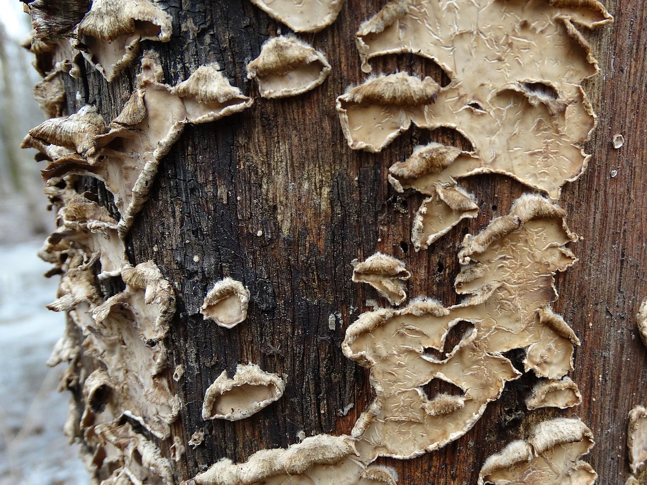 Stereum gausapatum