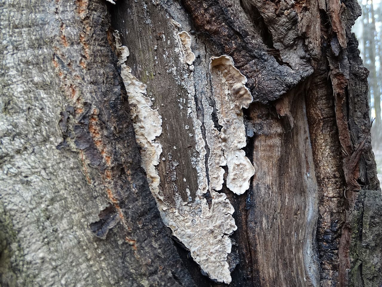 Stereum gausapatum
