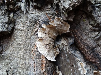 Stereum gausapatum