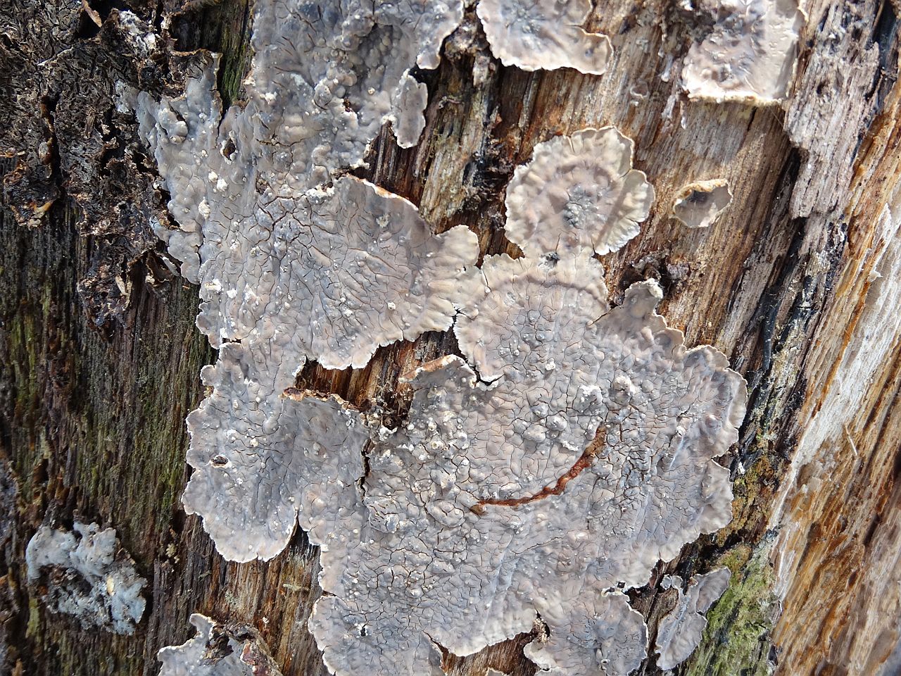 Stereum gausapatum