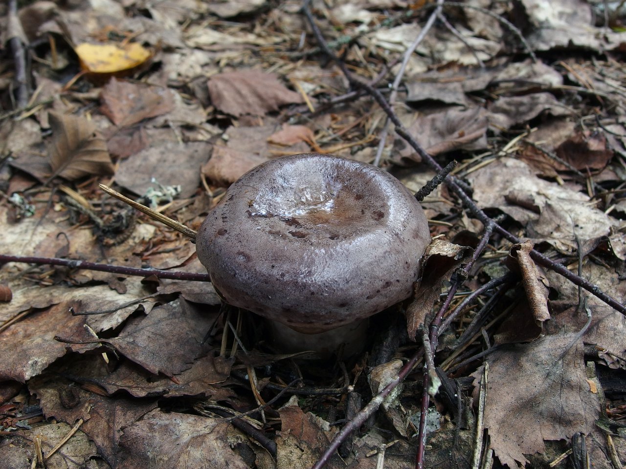 Lactarius trivialis
