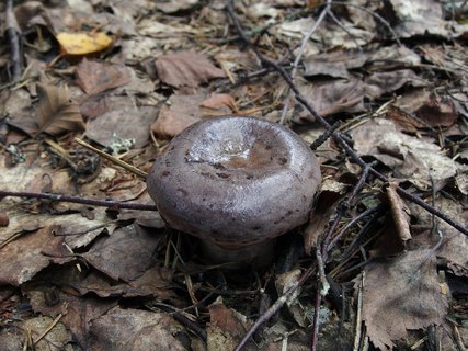 Lactarius trivialis
