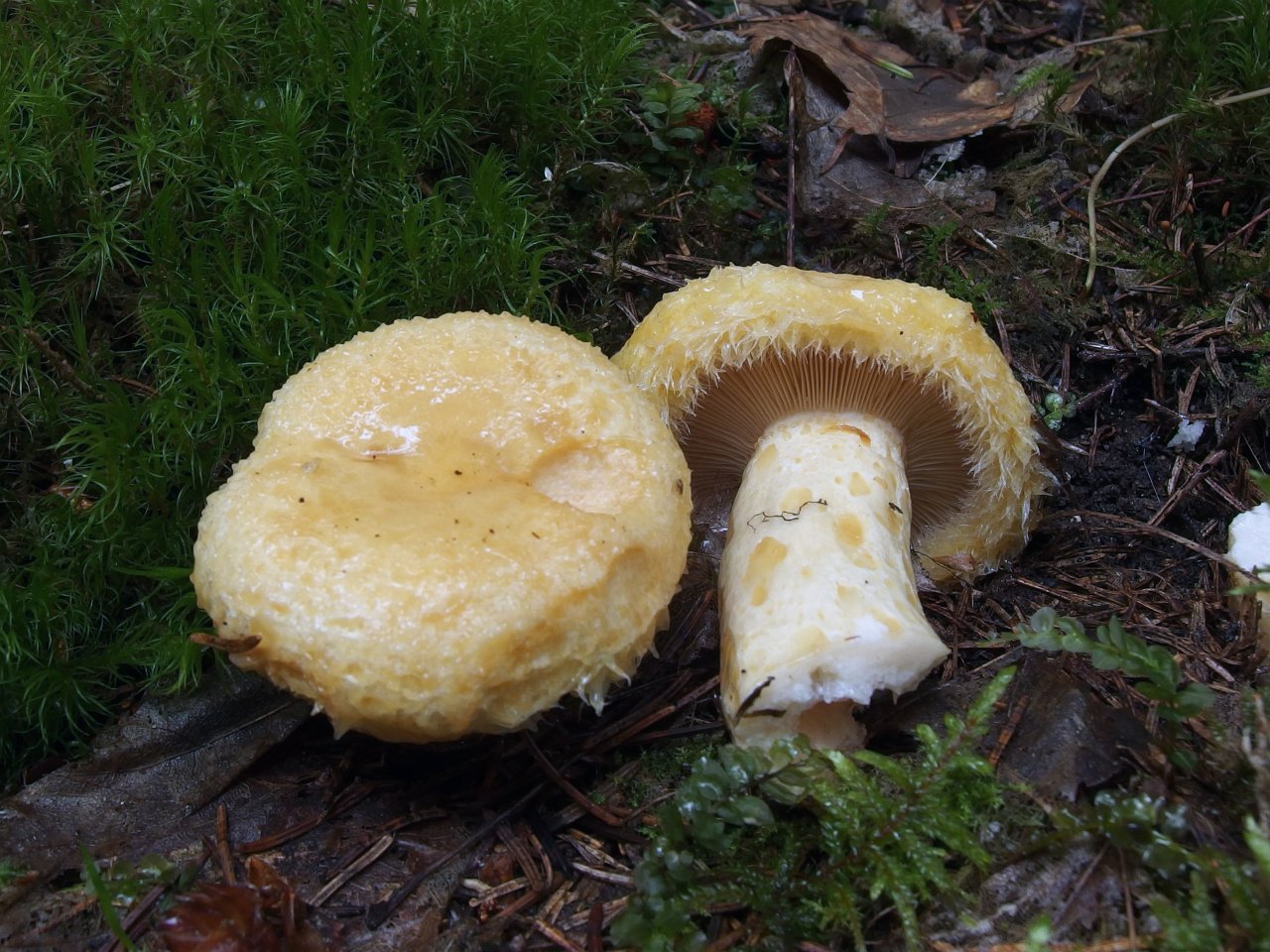 Lactarius repraesentaneus