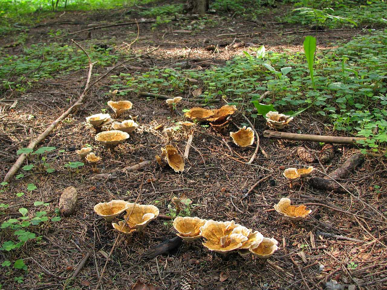 Coltricia perennis