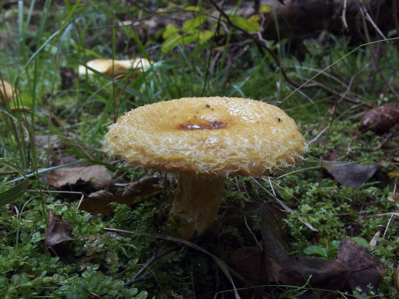Lactarius repraesentaneus