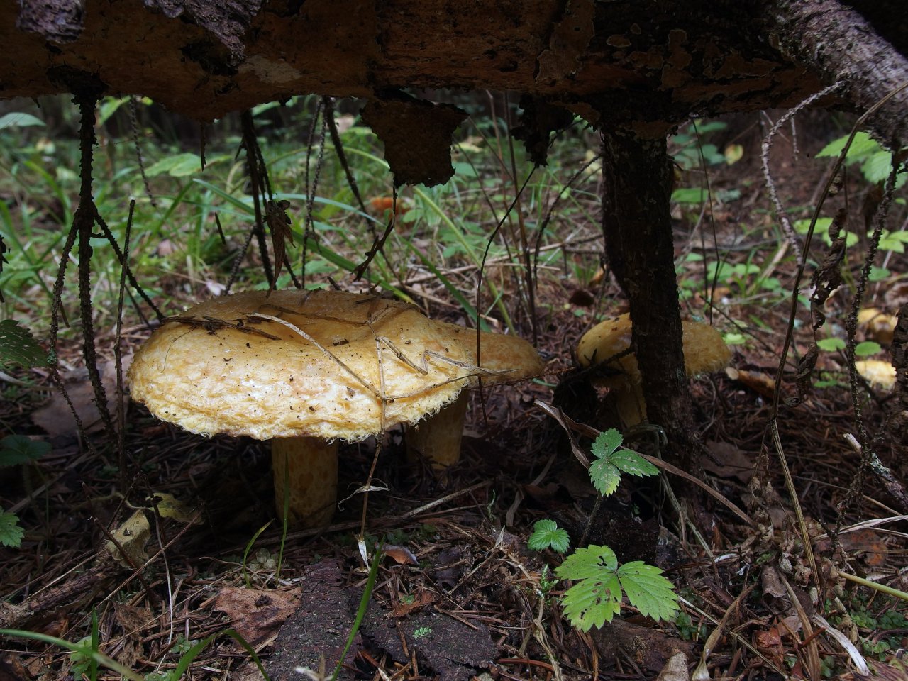 Lactarius repraesentaneus