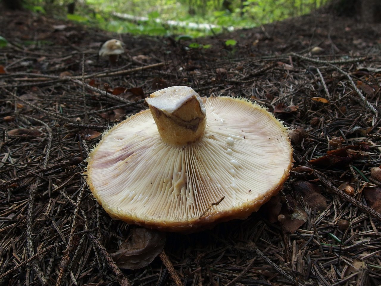 Lactarius repraesentaneus