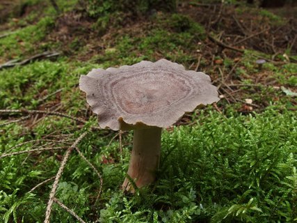 Lactarius pyrogalus