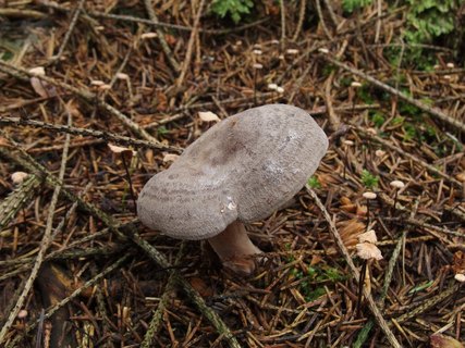 Lactarius pyrogalus
