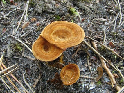 Coltricia perennis