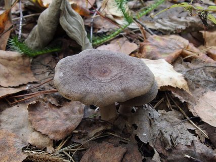 Lactarius mammosus