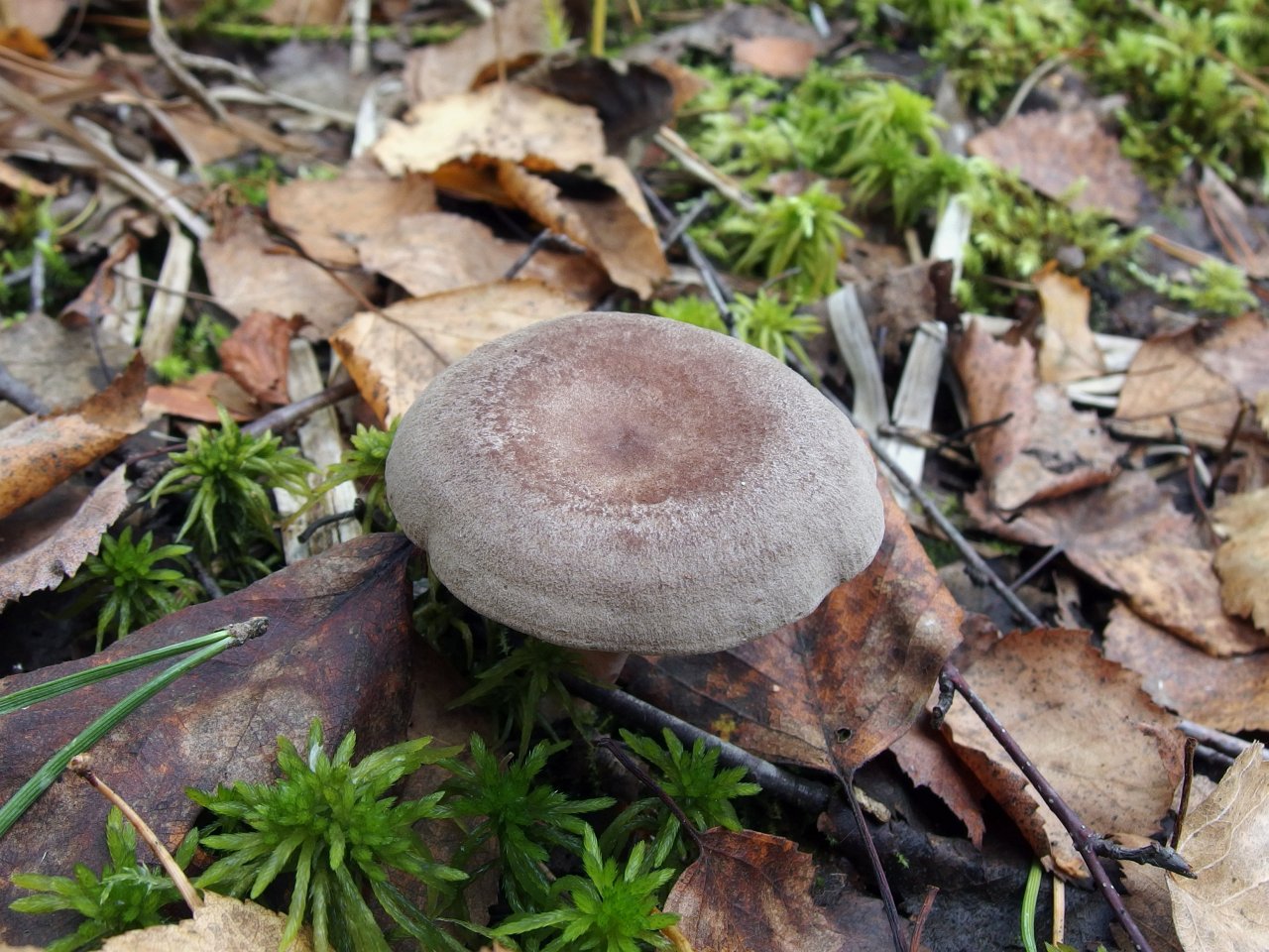 Lactarius mammosus
