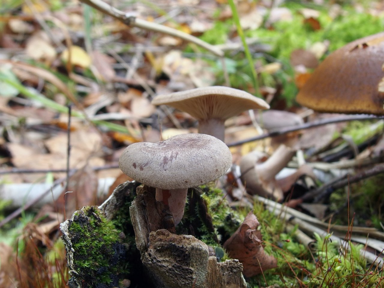Lactarius mammosus