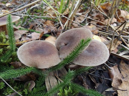 Lactarius mammosus