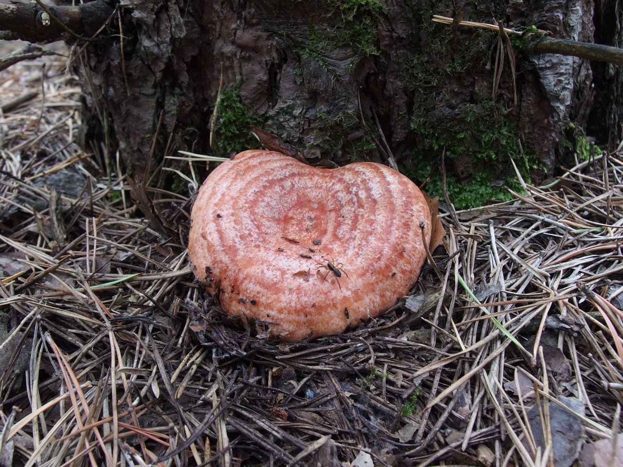 Lactarius deliciosus