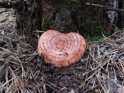 Lactarius deliciosus