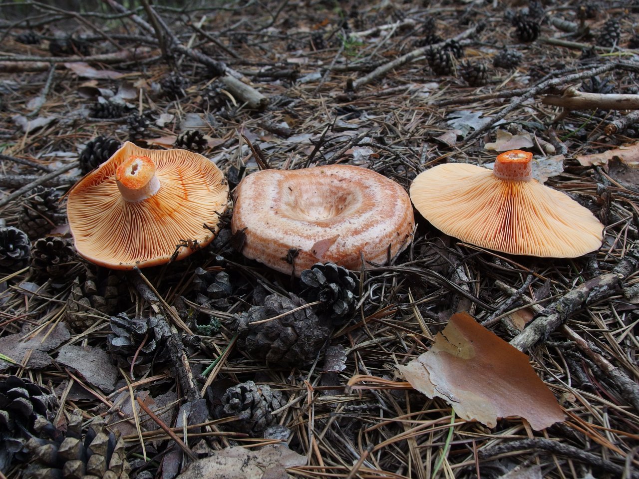 Lactarius deliciosus