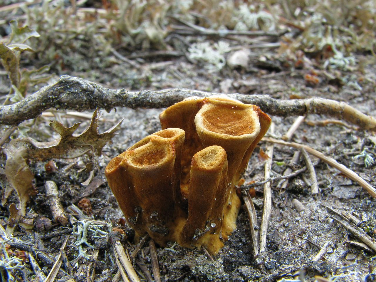 Coltricia perennis
