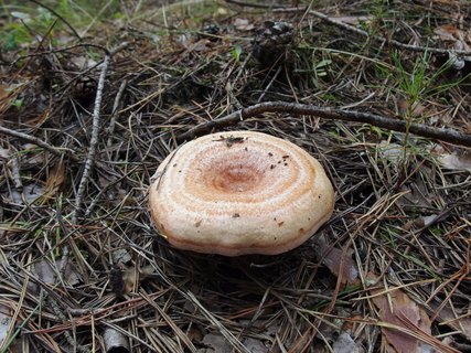 Lactarius deliciosus