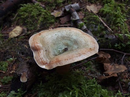 Lactarius deterrimus