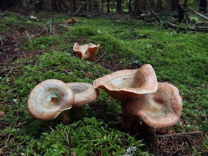 Lactarius deterrimus