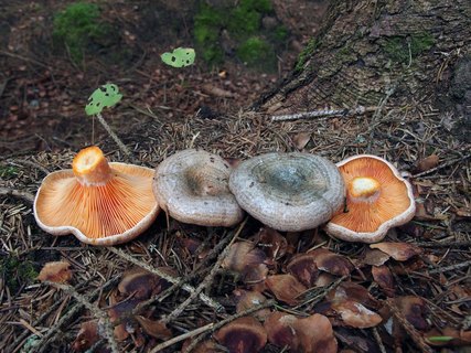 Lactarius deterrimus