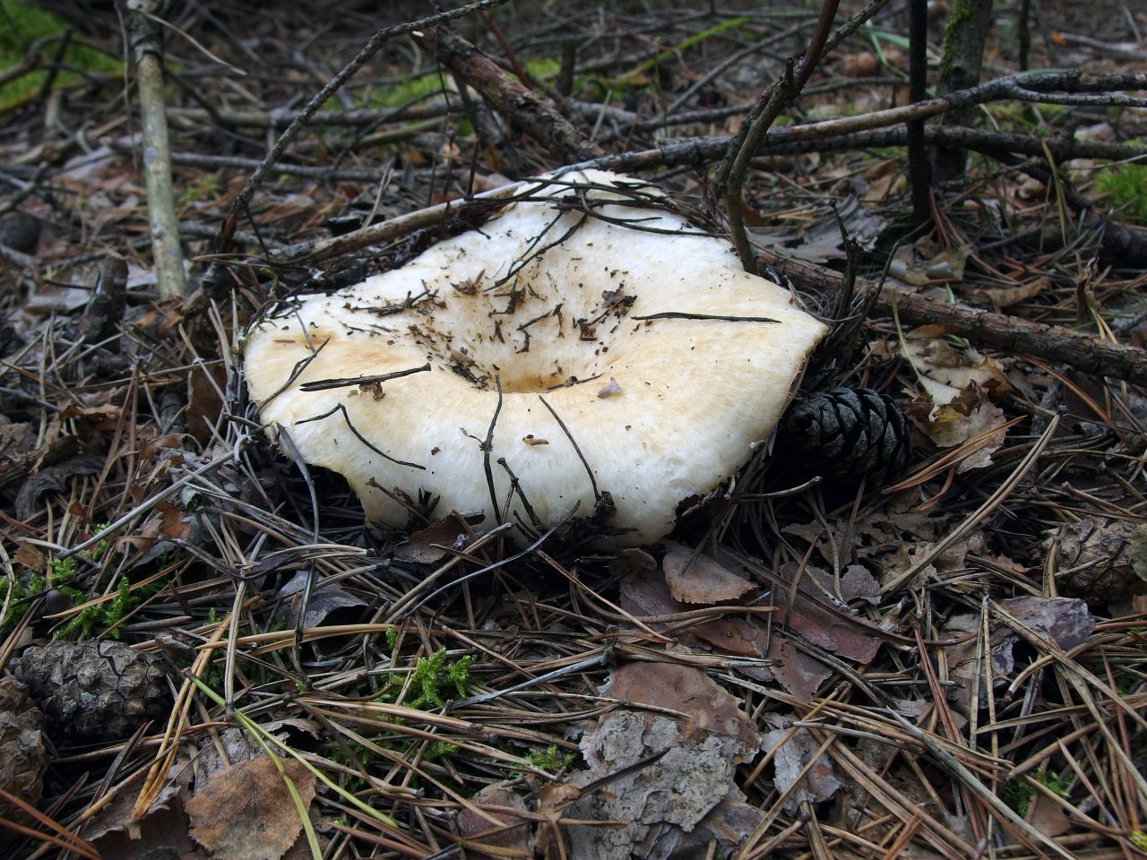 Lactarius aquizonatus
