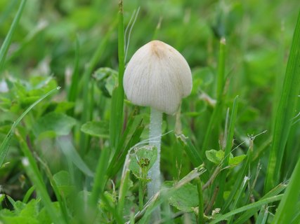 Conocybe apala