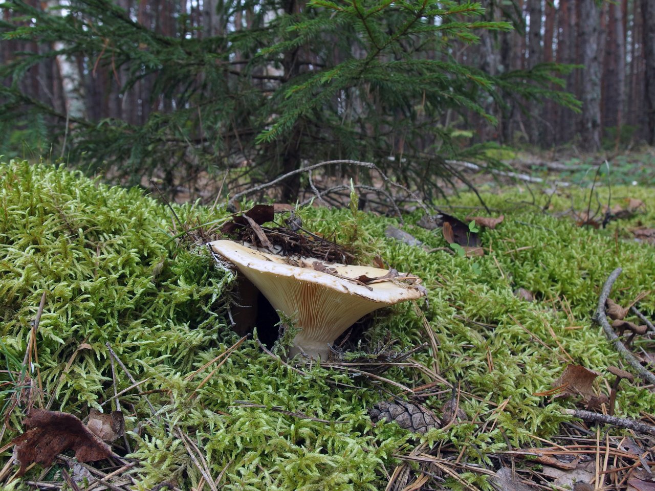 Lactarius aquizonatus