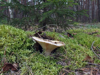 Lactarius aquizonatus