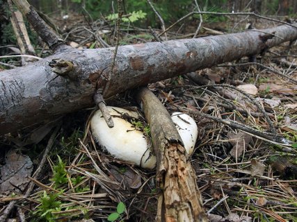 Lactarius aquizonatus