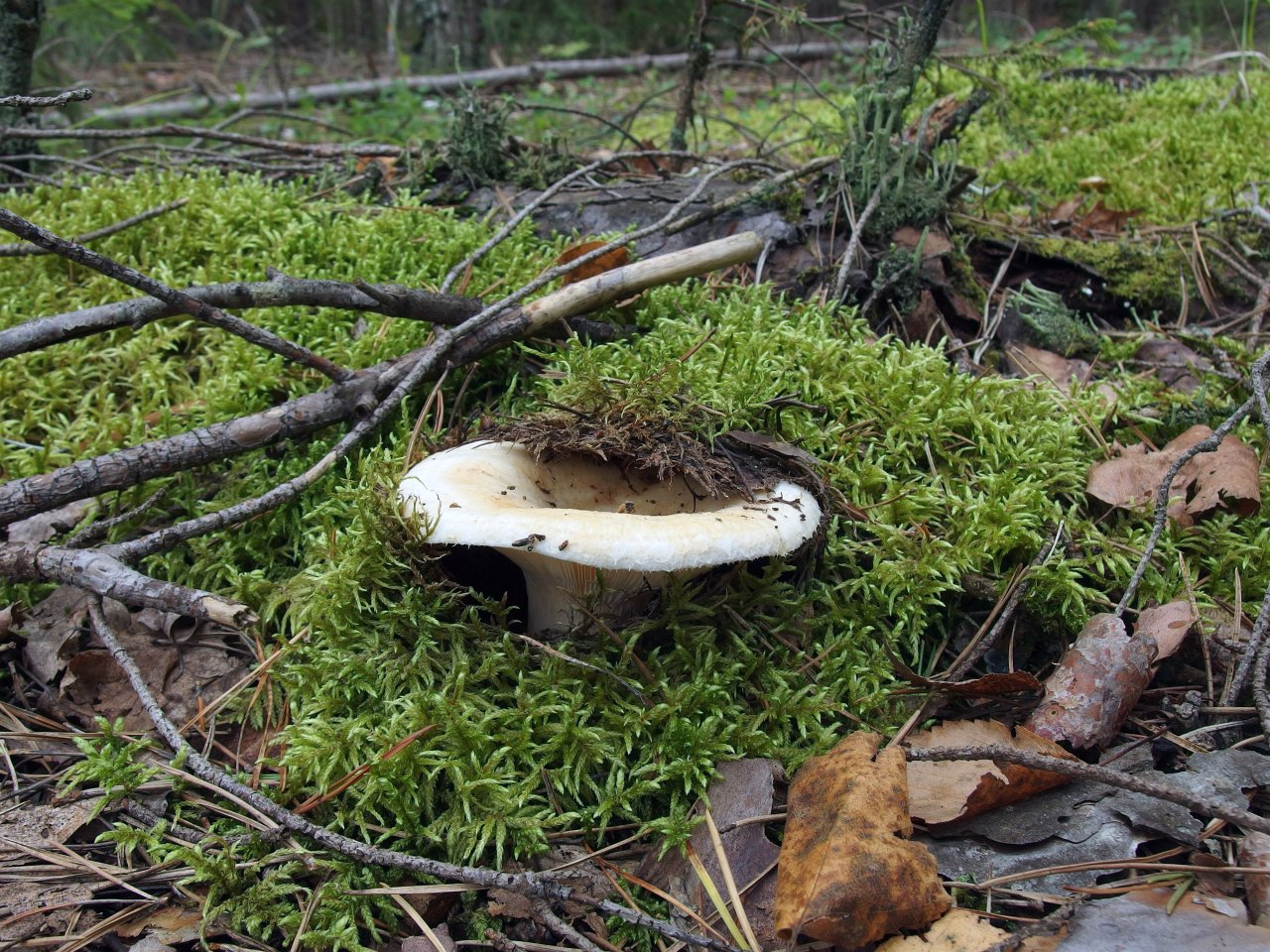 Lactarius aquizonatus