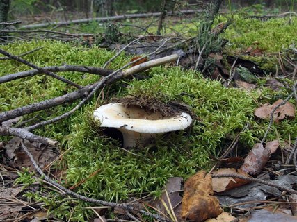 Lactarius aquizonatus