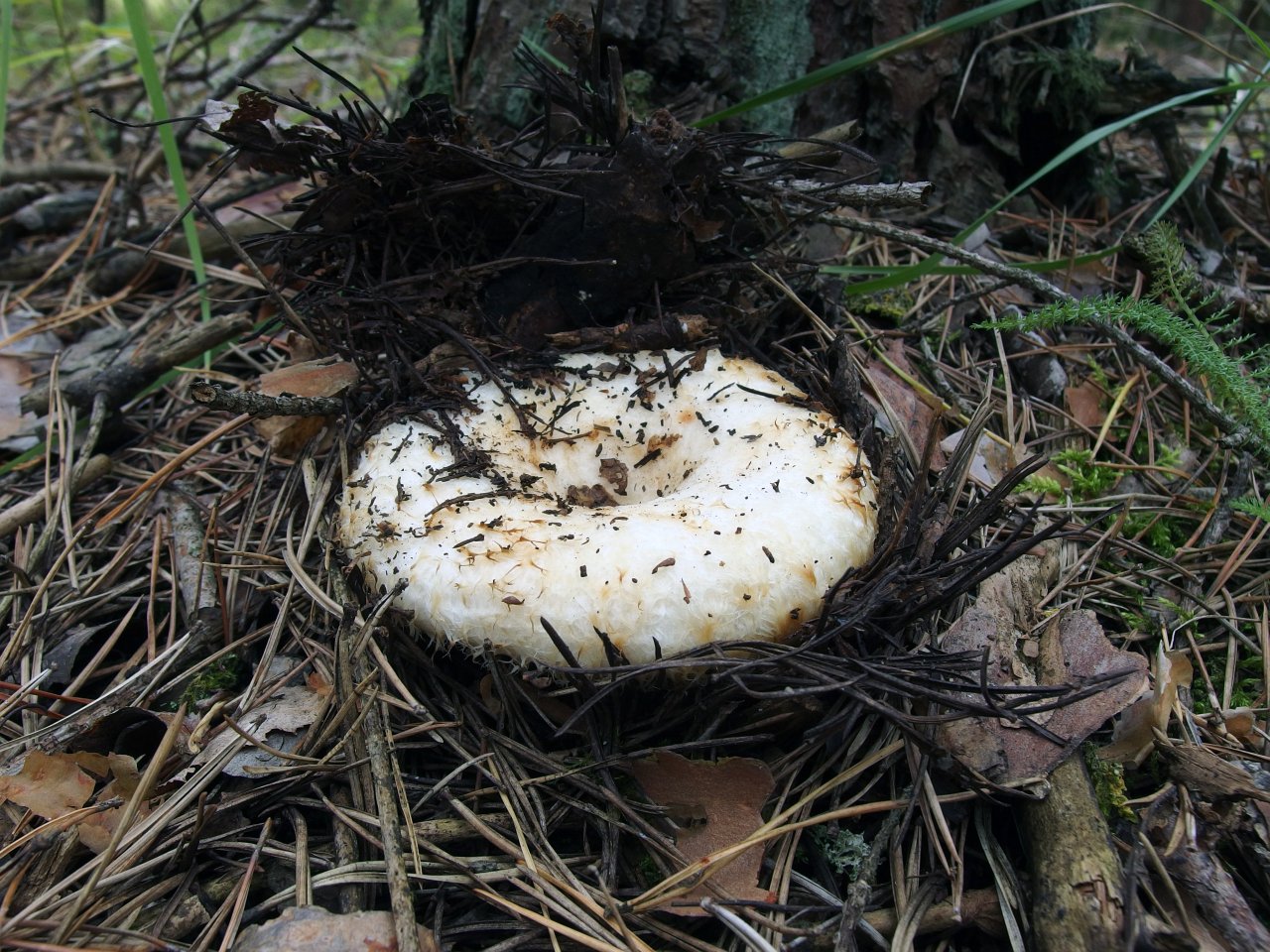 Lactarius aquizonatus