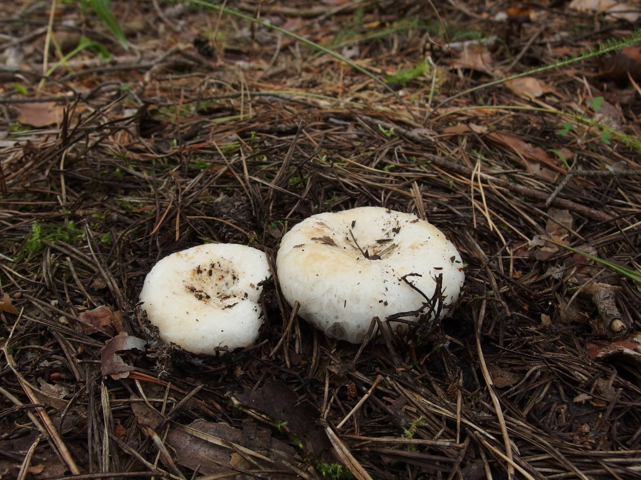 Lactarius aquizonatus