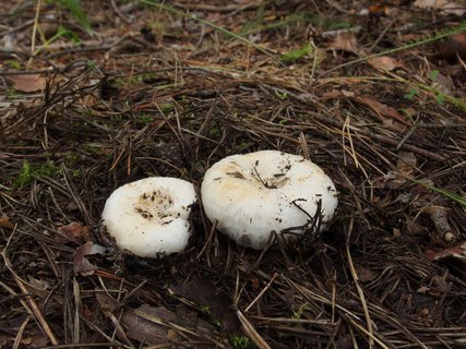Lactarius aquizonatus