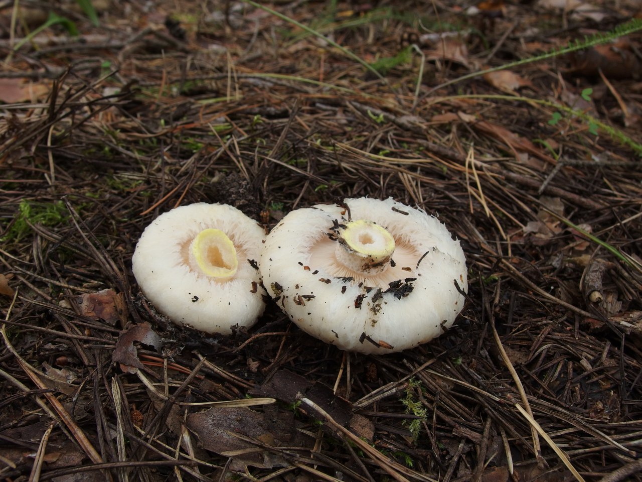 Lactarius aquizonatus