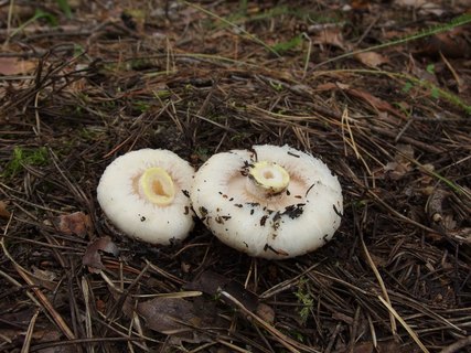 Lactarius aquizonatus