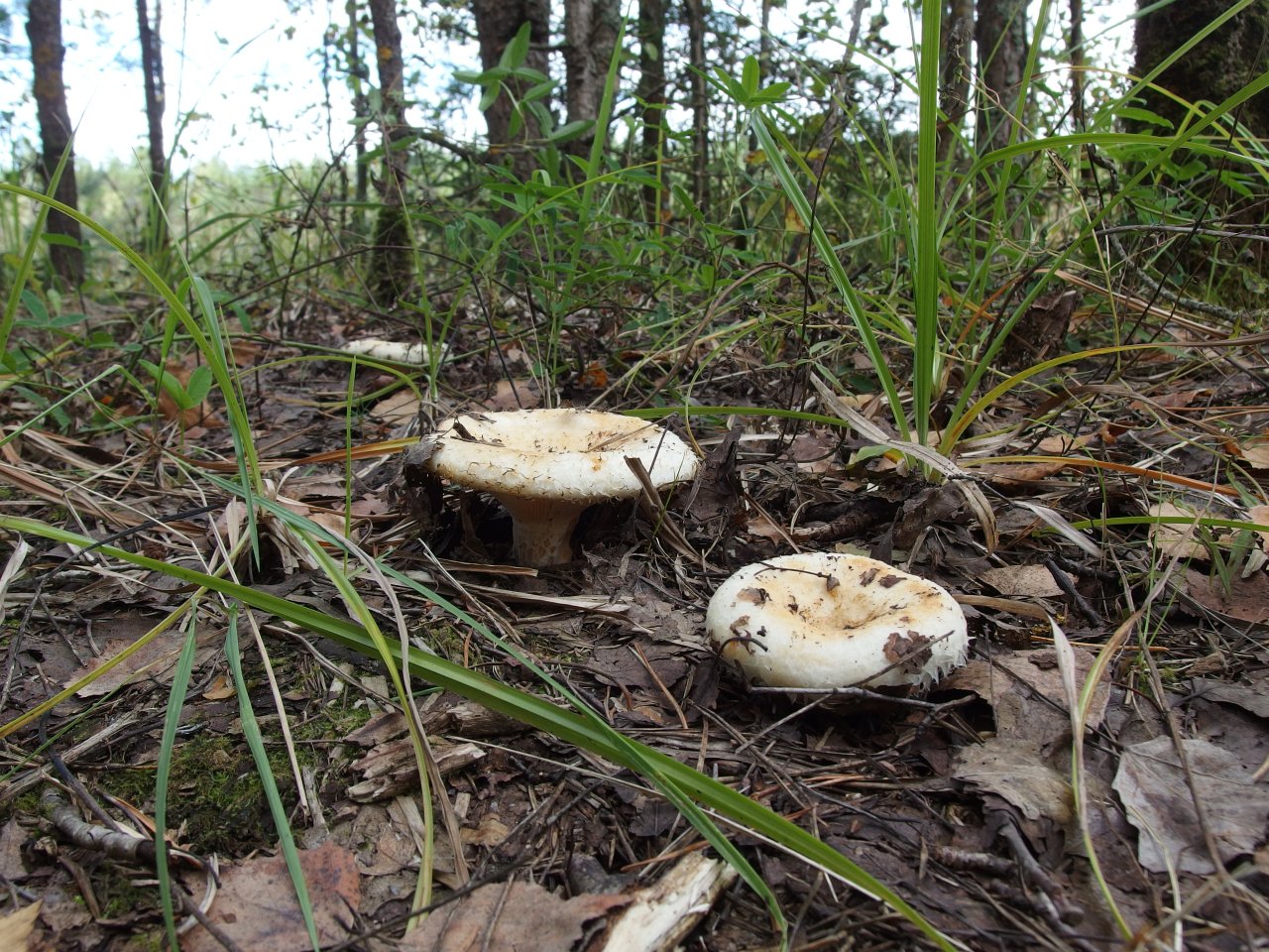 Lactarius aquizonatus