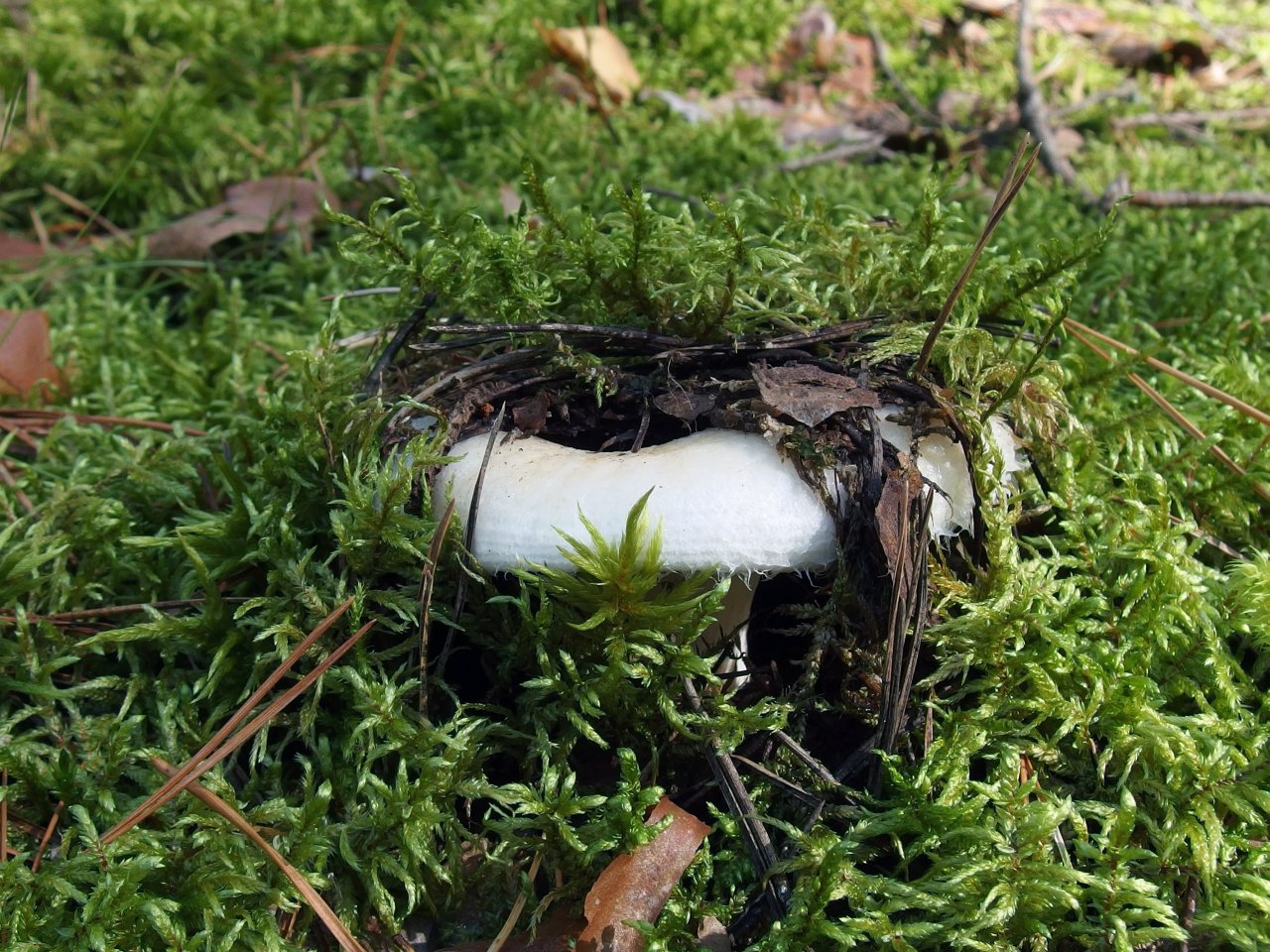 Lactarius aquizonatus