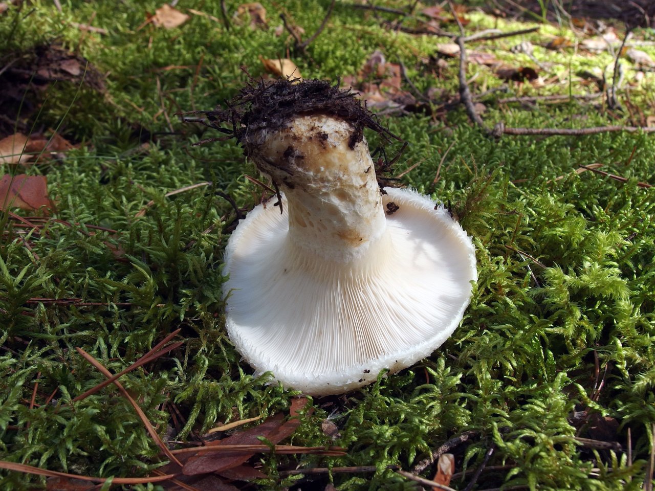 Lactarius aquizonatus