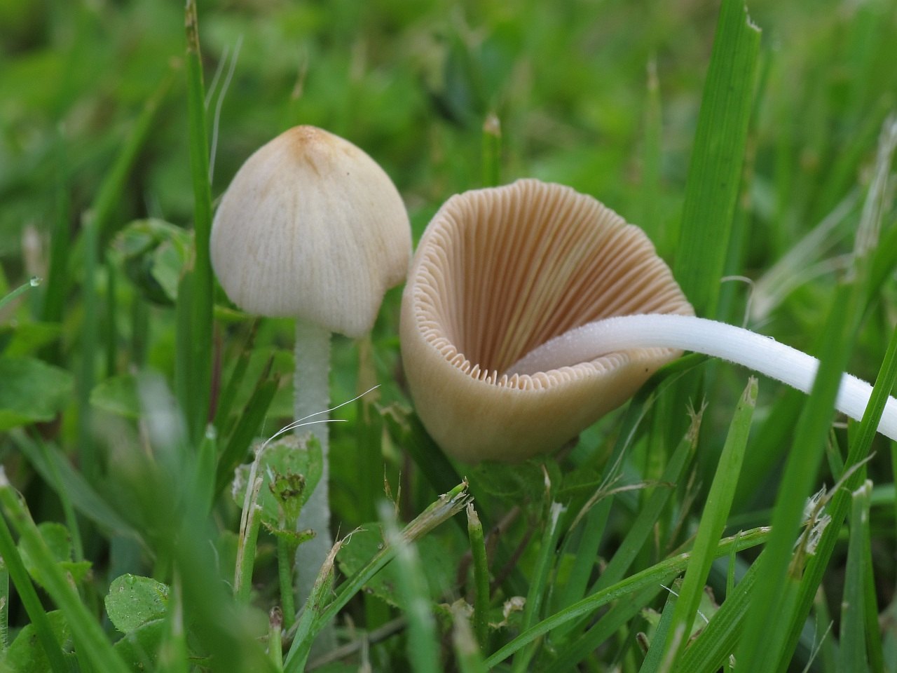 Conocybe apala