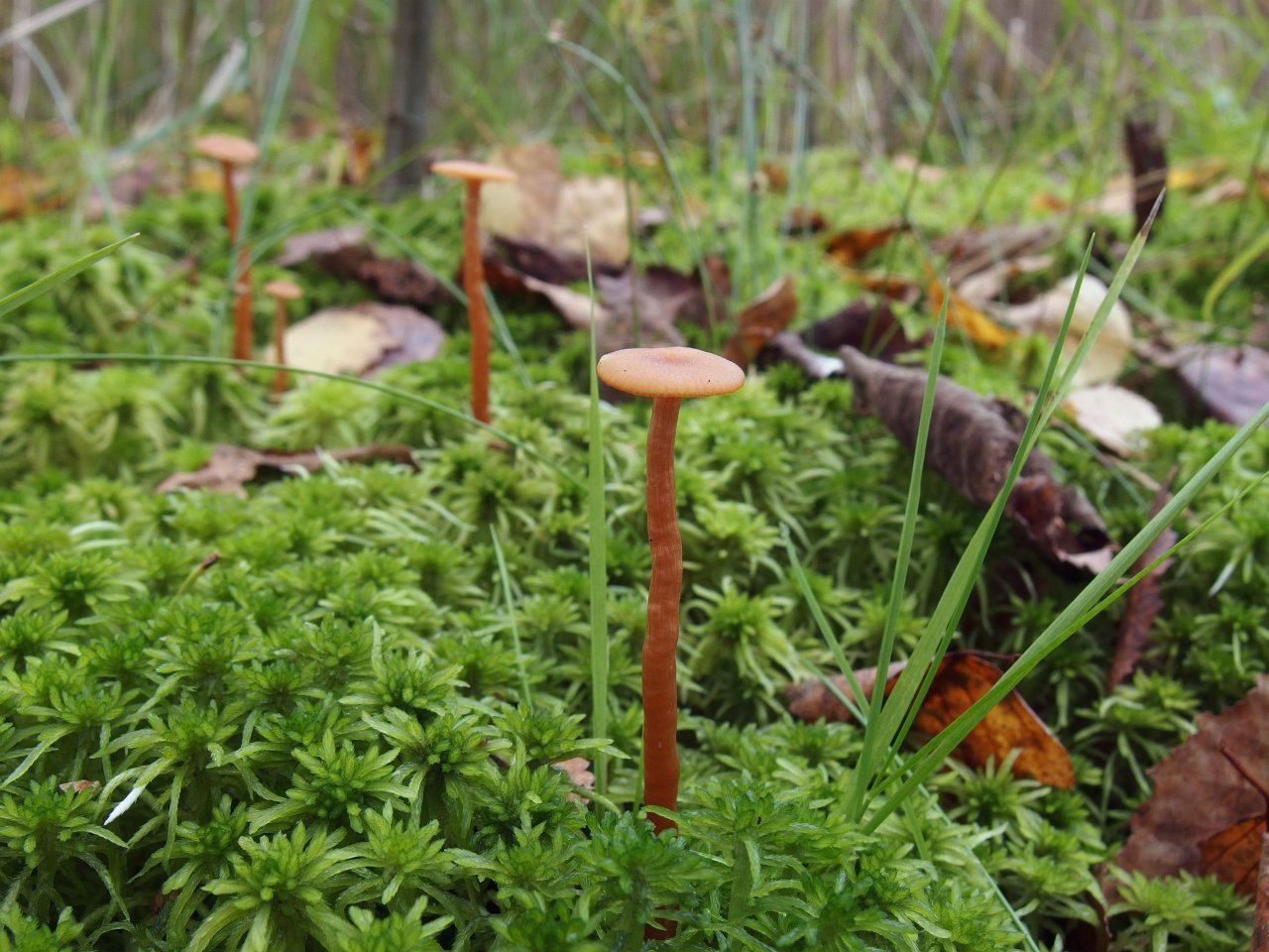 Laccaria laccata