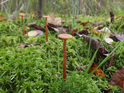 Laccaria laccata