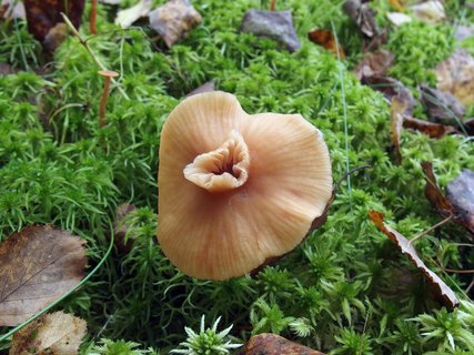Laccaria laccata