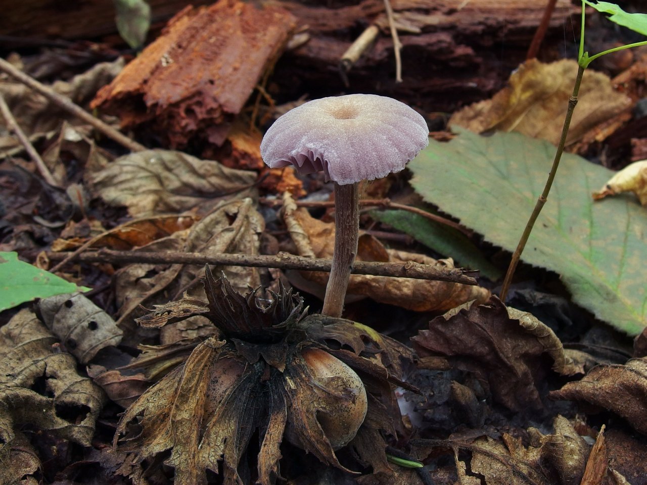 Laccaria amethystina